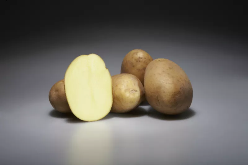 Семенной картофель из Германии 2