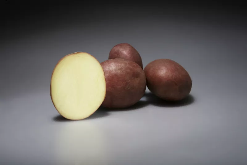 Семенной картофель из Германии 3